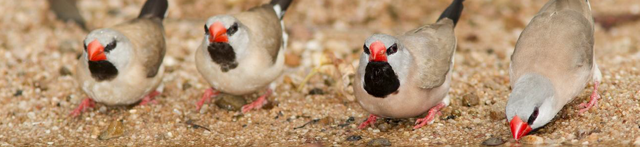 1300x300 Long-tailed Finches