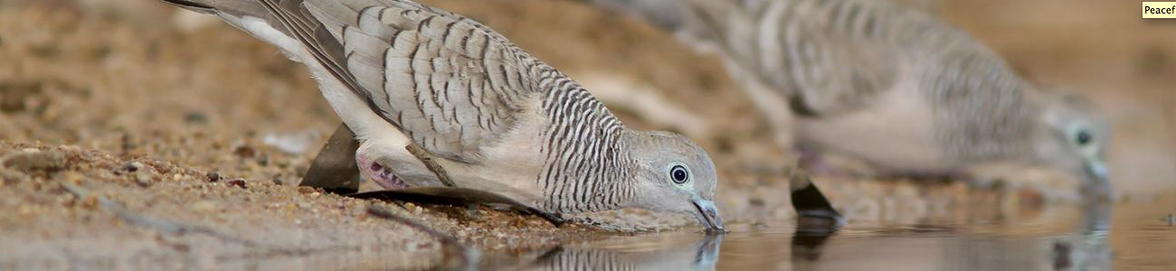 1300x300 peaceful dove